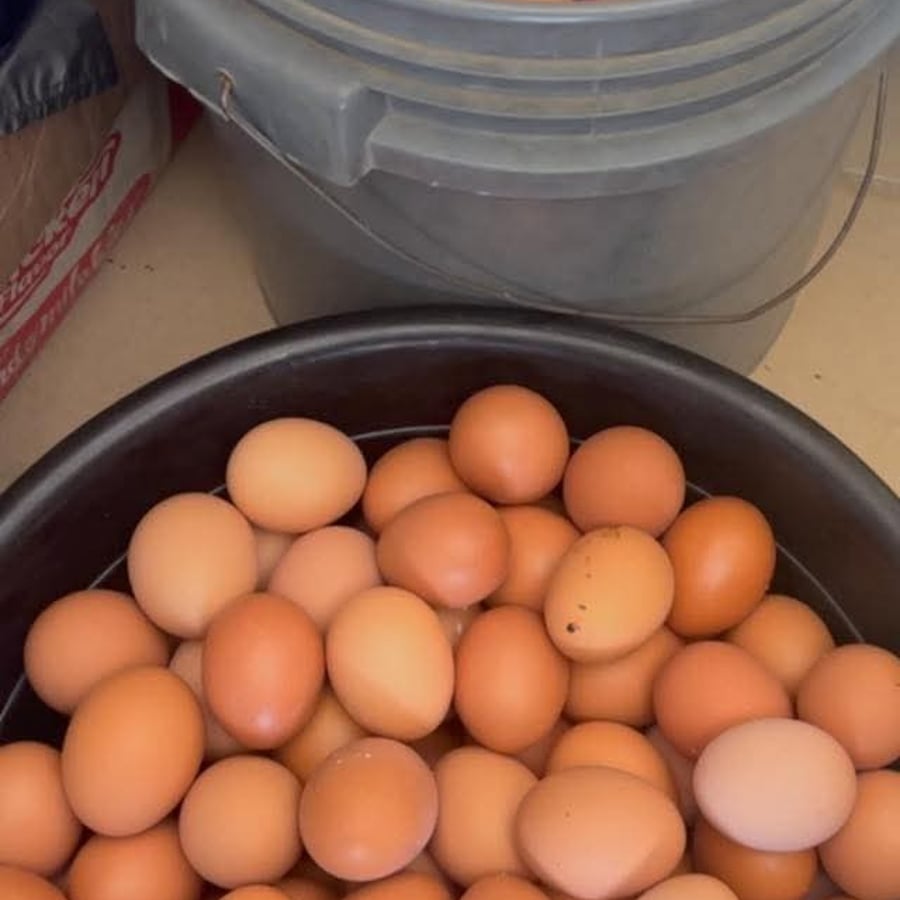 Crate of eggs
