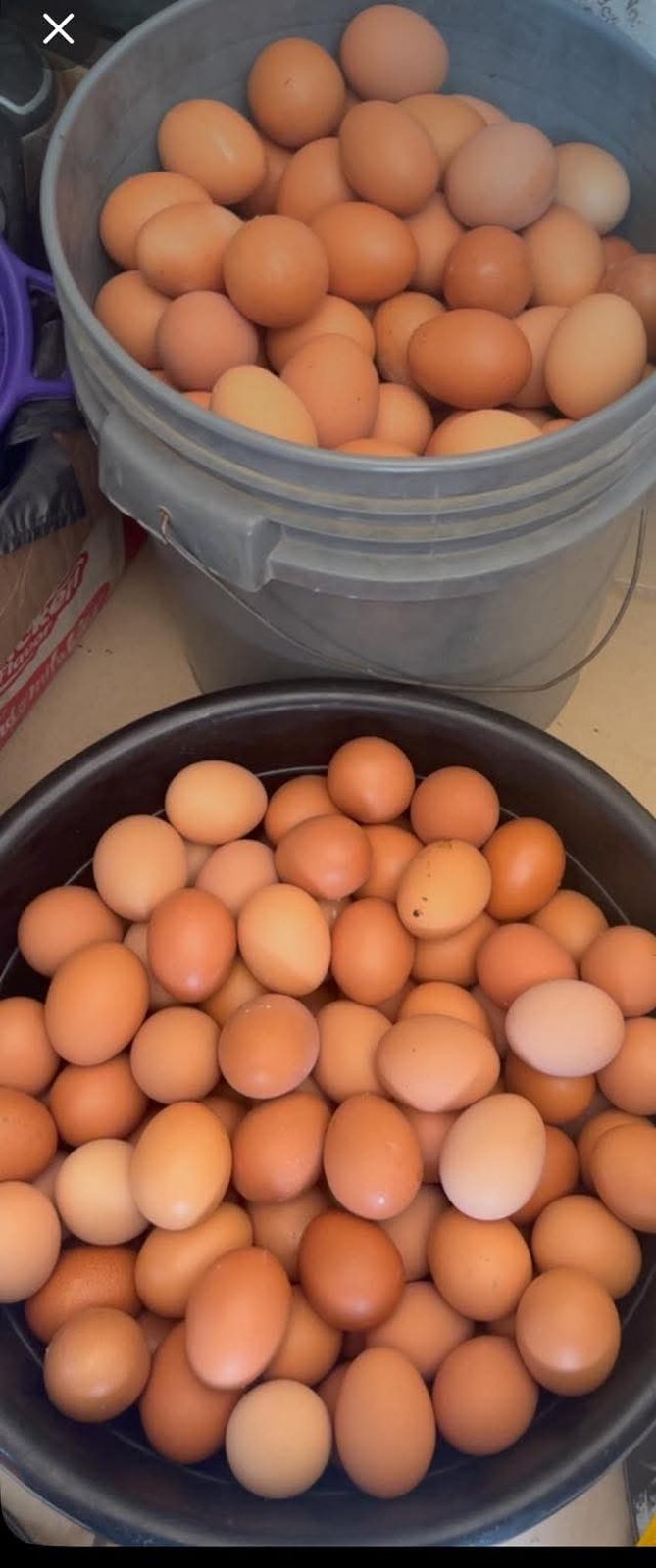 Crate of eggs