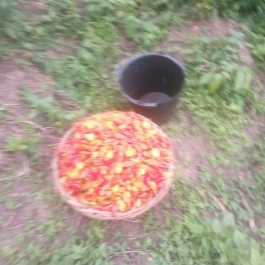 Pepper (Ata Rodo)