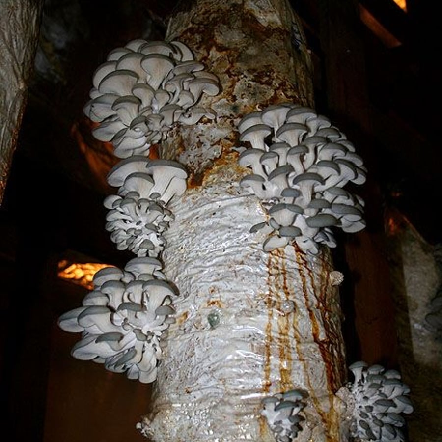 The Mushroom Cartel