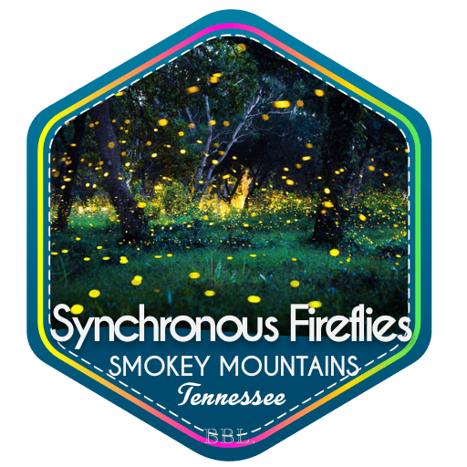 Synchronous Fireflies, Great Smoky Mountains National Park, Tennessee