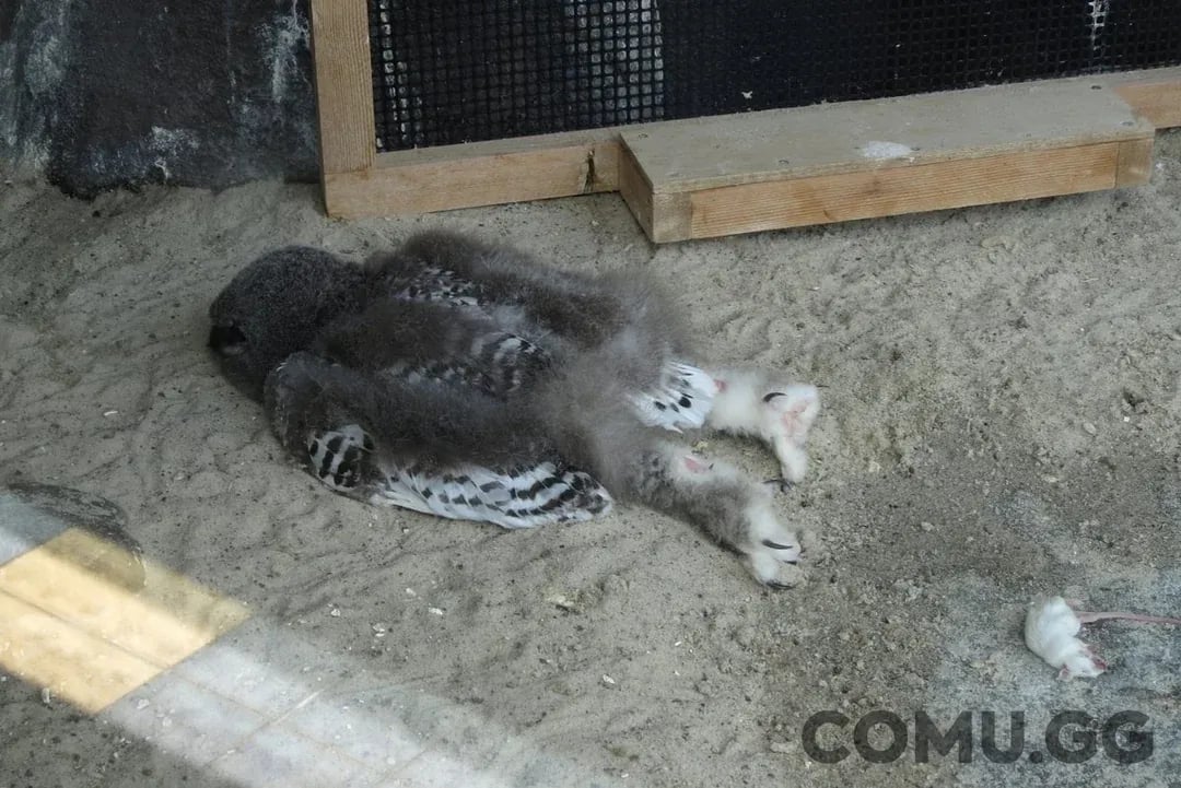 Selected file preview 0