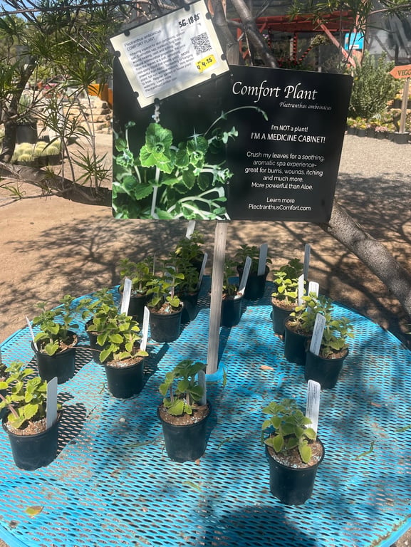 Do you use plants for healing purposes?