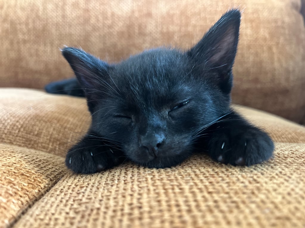 This guys name is Carwash because he was found at a car wash. If you adopted him would you keep the name or change it?