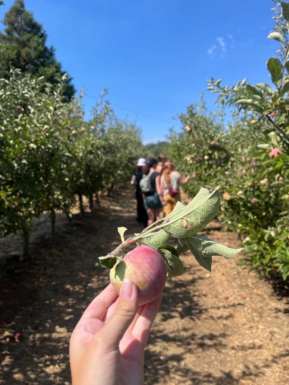 Fall activity: apple picking 