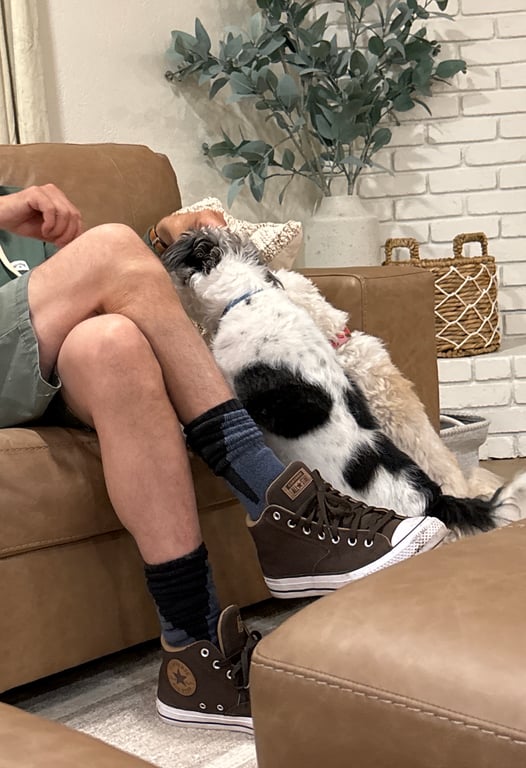 do you let your dog beg for food?