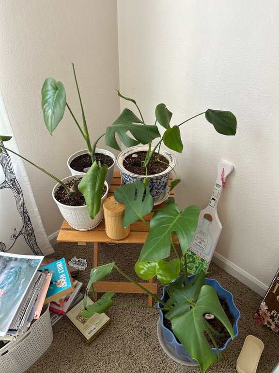 how many house plants is too many?