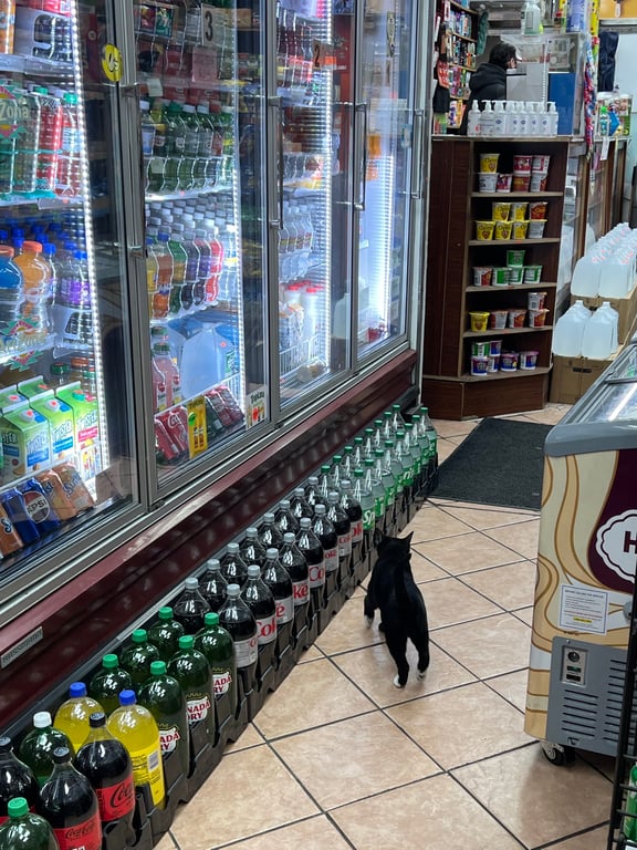 Guys are bodega cats cute or kind of sus … something tells me I shouldn’t be petting them but I always really want to! 