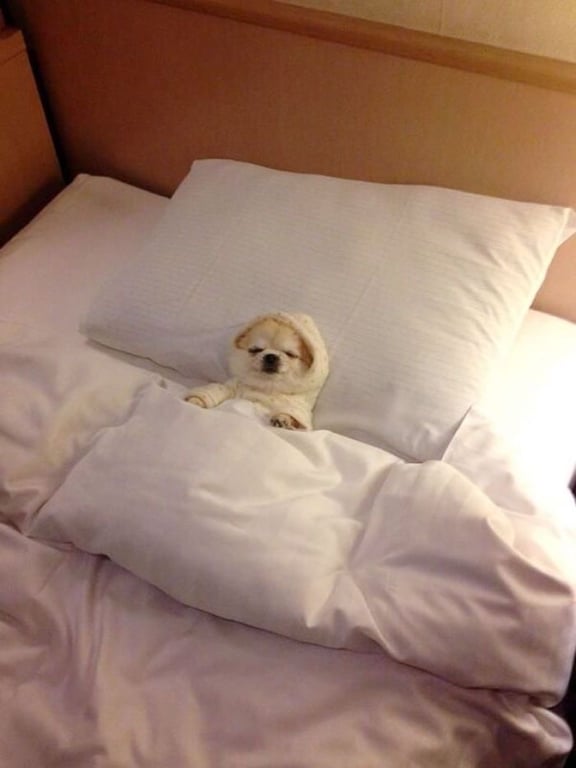 My guy friend literally will NOT date a girl that lets her dog sleep in the bed. Is he crazy?