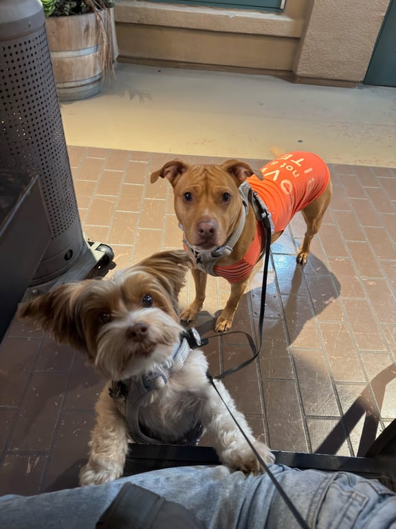 Do you think it’s annoying when people bring their dogs to restaurants/bars? 