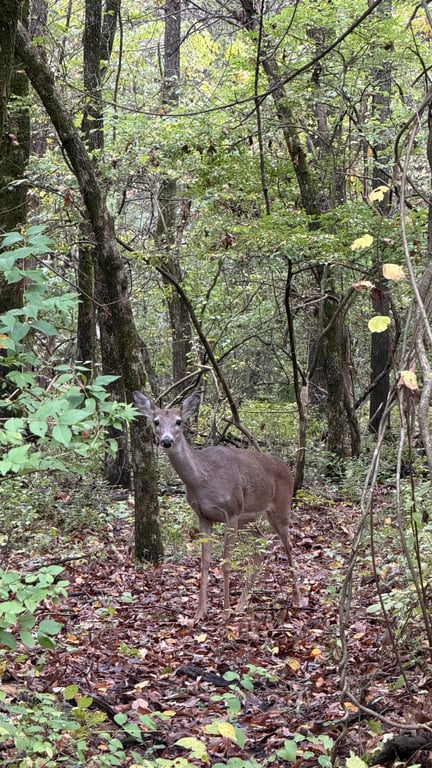 When you see an animal in the wild do you…