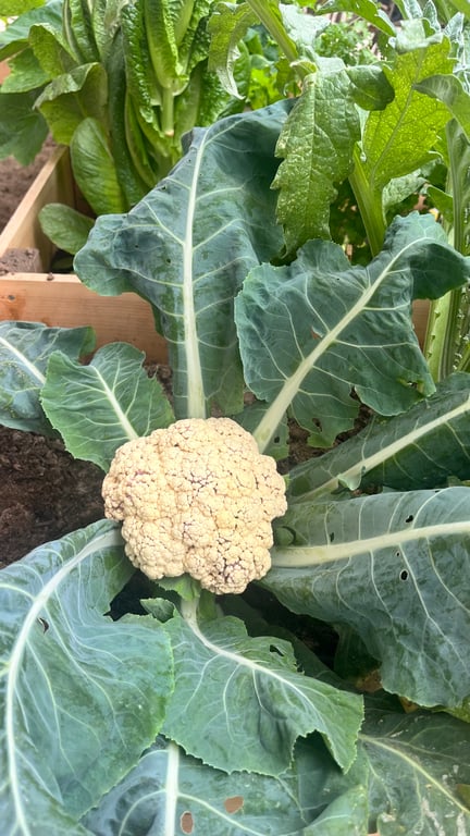 Have you ever tried to grow your own produce?