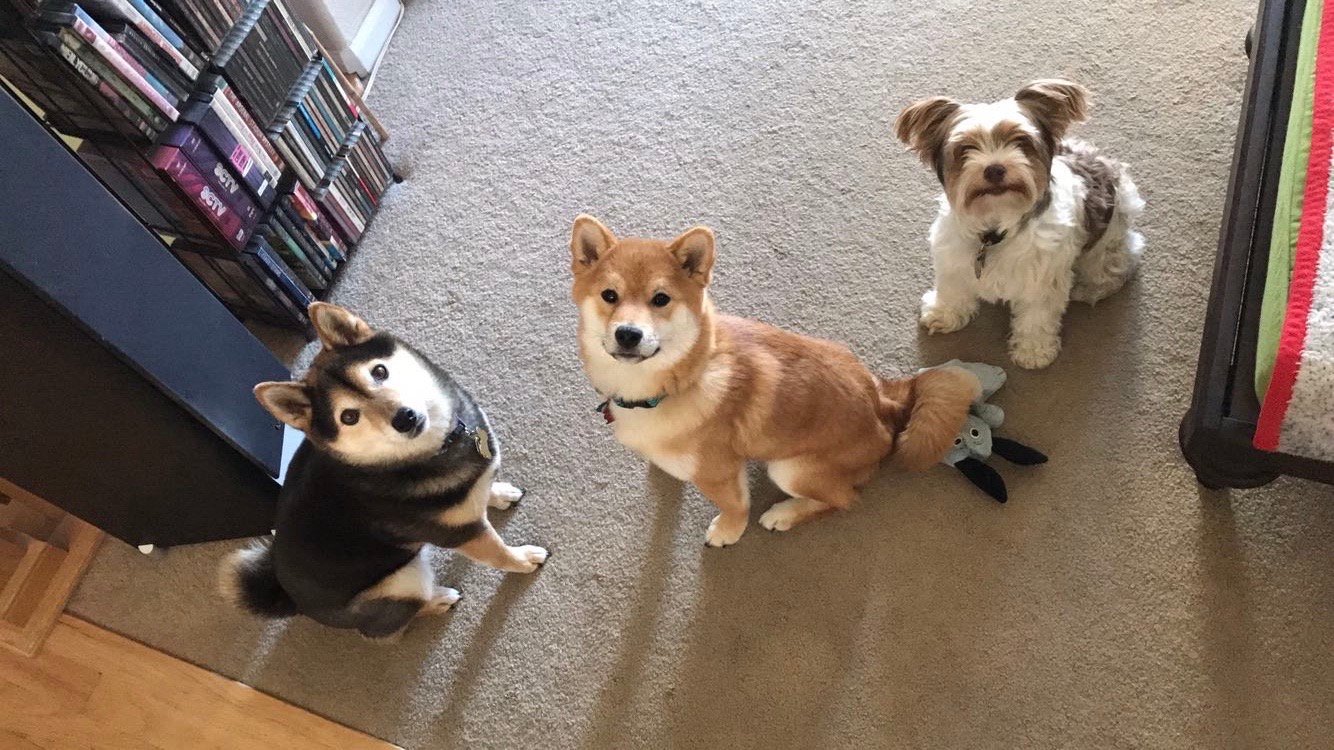 How many pets (specifically dogs or cats) is TOO many for someone to have?