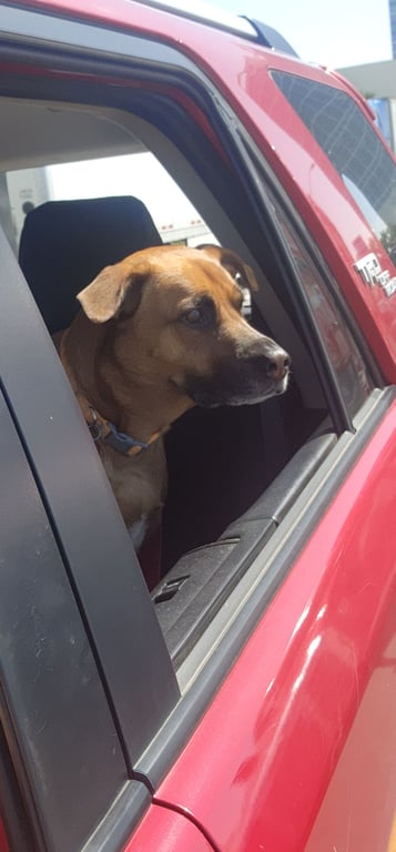 Does you dog stick his head out the window too?