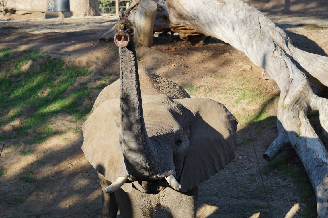What’s your favorite animal to see at the zoo?