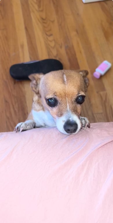 My friends say we should put our dog down. What would you do if your 16 year old dog needed ongoing kidney treatments, dialysis and a catheter?