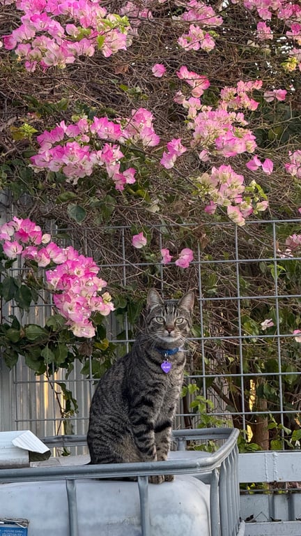 Neighborhood cats….
