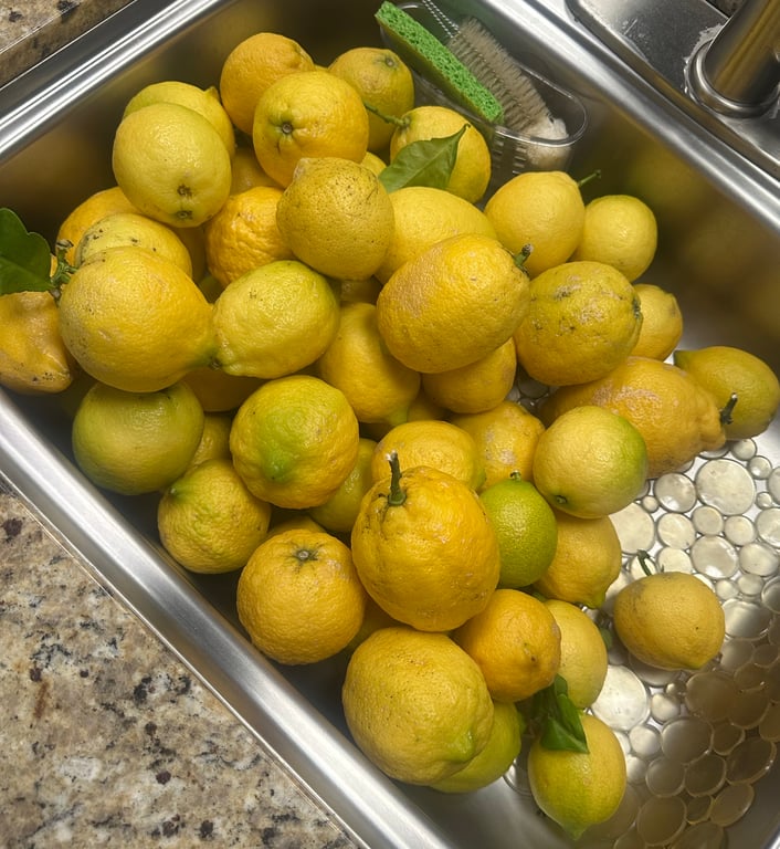 Got all these lemons from my backyard 🍋 question is, what would you do if you had these many lemons sitting around? 