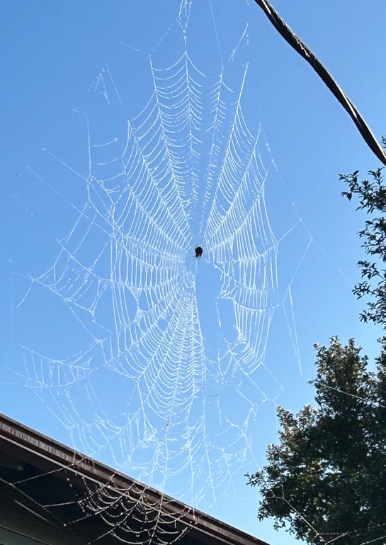 Walking through a spider’s web 