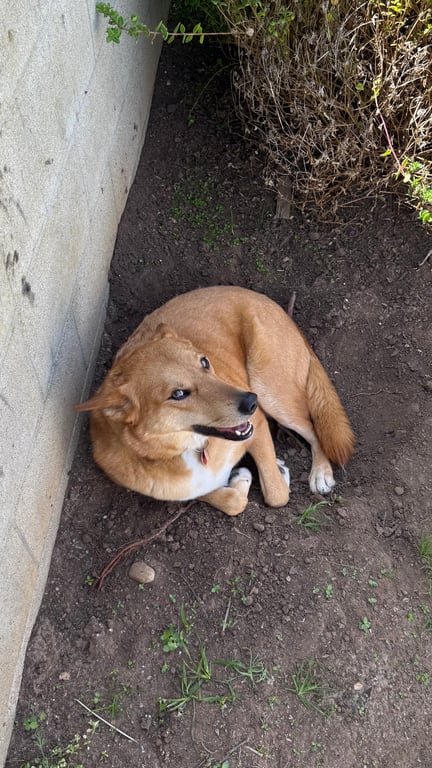 Does anyone else’s dog dig a hole just to sit in it?