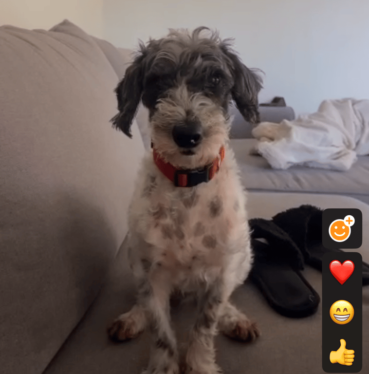 Does your dog respond do you if you call for them on the phone?