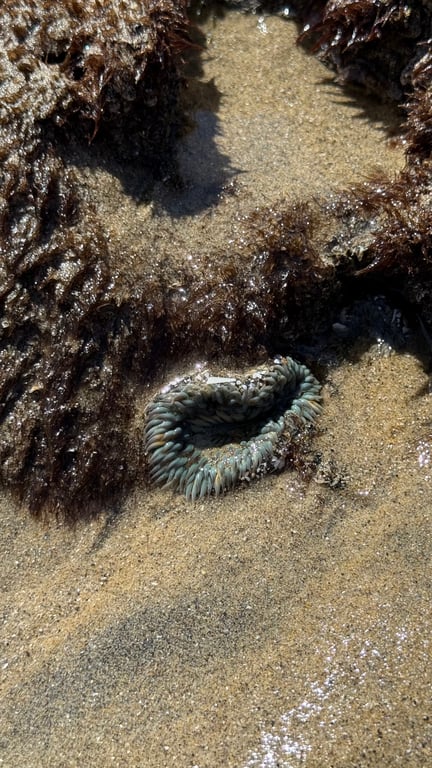 Do you like to touch sea anemones so they curl inward and look all funny? 😁 