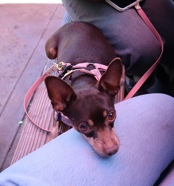 Are you a dog or cat person?