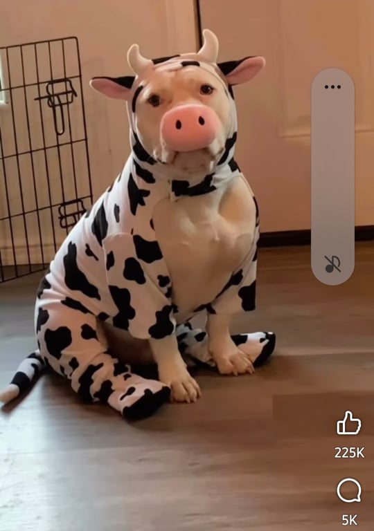Should we dress our animals in costumes?