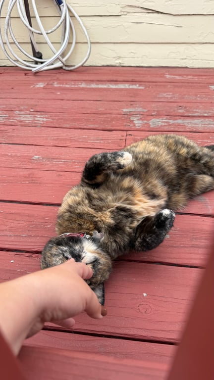 Do you stop to pet random cats you see when you’re outside?