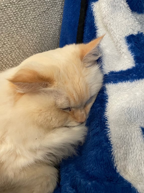 Cats or dogs?