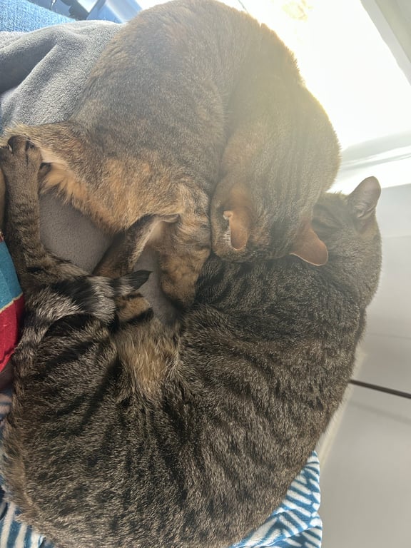 Do you believe cats prefer to live alone 
