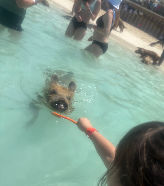 Would you feed a pig in the Bahamas?!