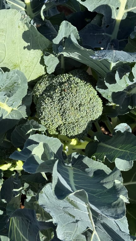 Would you grow your own produce if I meant not having to buy them anymore?