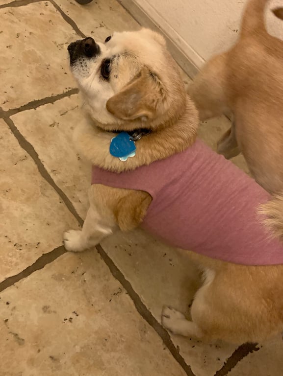 Should my dog size up her shirt?? 