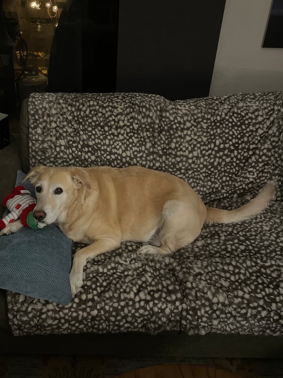 Does your pet have a “spot”?