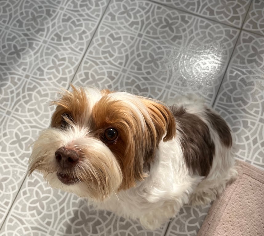 Would it be a dealbreaker if the person you were dating didn’t like your pet(s)?