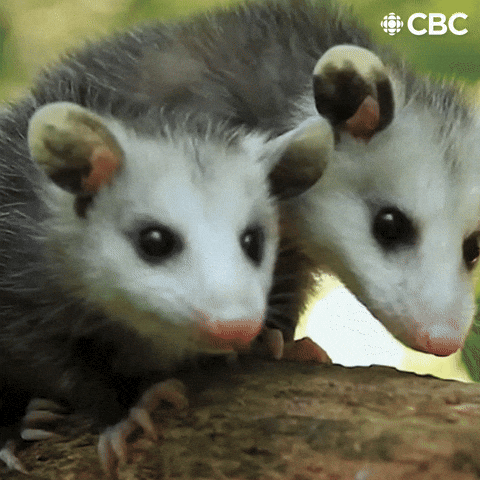 Are opossums cute?
