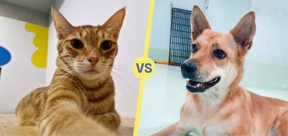 Are you a cat or dog person?