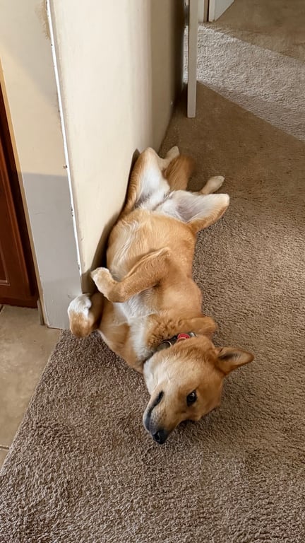 My dog is…