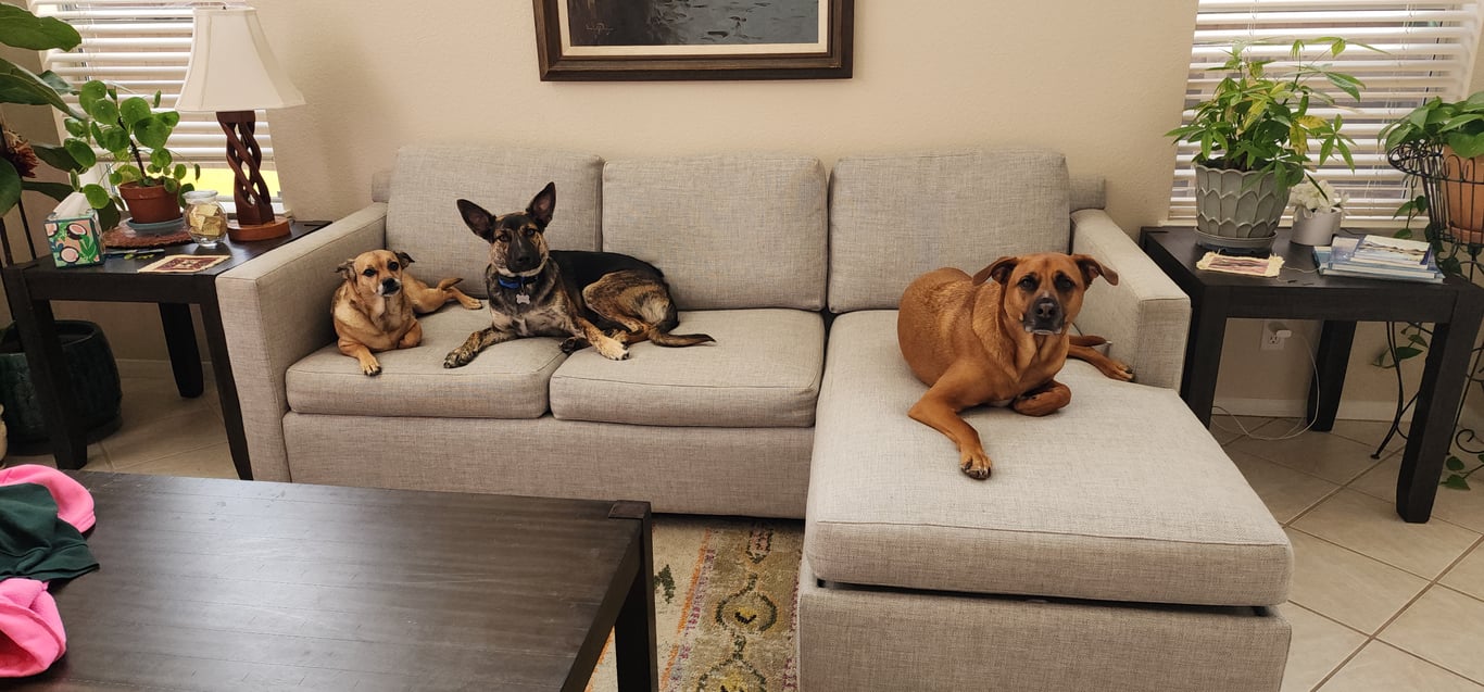 Dogs on the furniture??