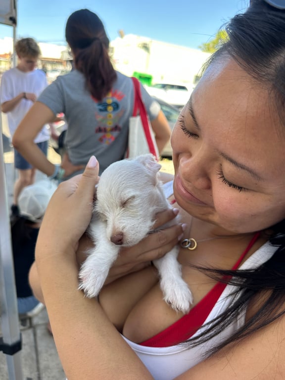 Would you ever foster a puppy?