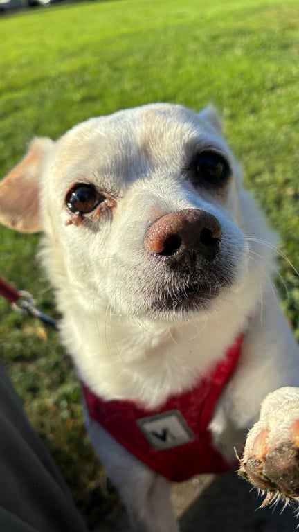 Rate the crusty level of this dog