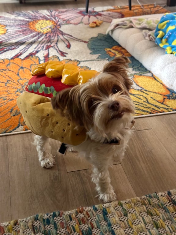 Do you think it’s too much when people dress their pets up for Halloween?