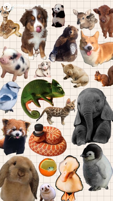 What is the cutest baby animal?