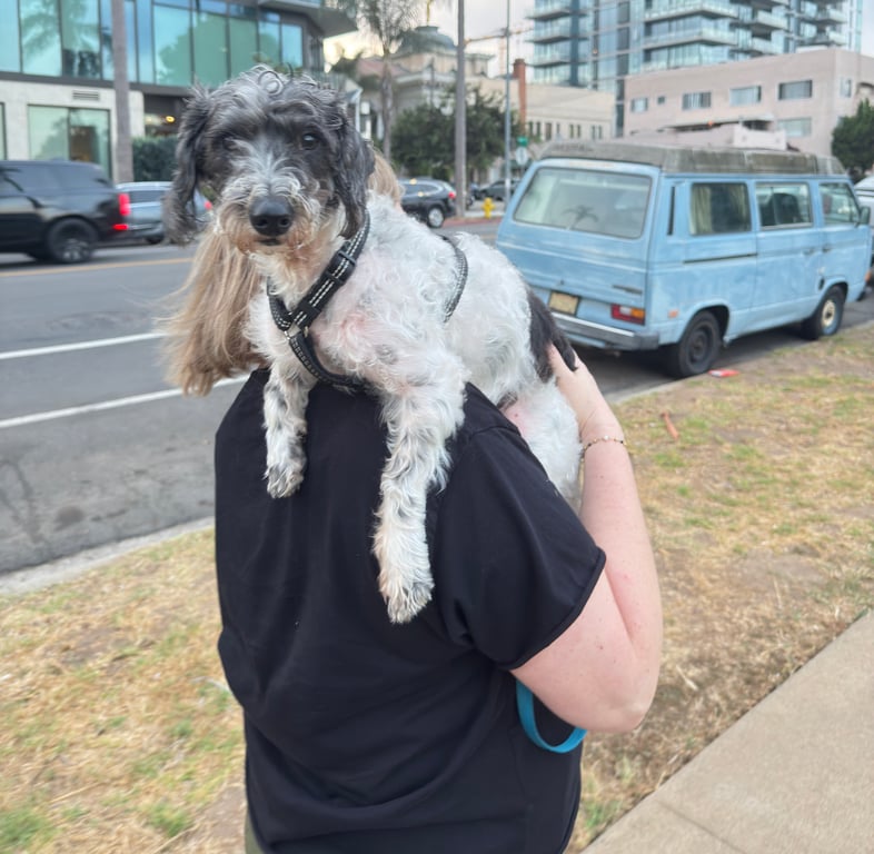 Does your dog need to be carried from time to time on walks?