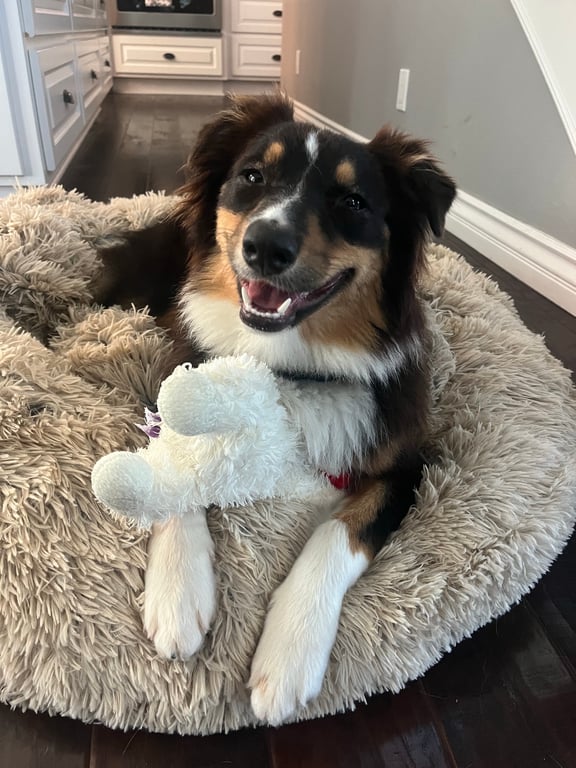 How long does it take for your dog to tear apart their toy?