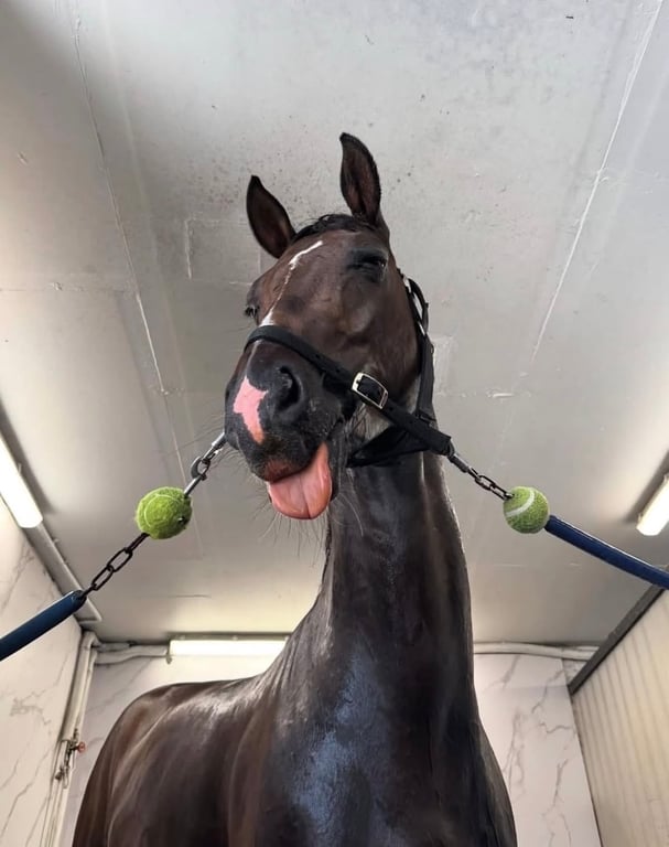 Are horses fundamentally just giant, anxious toddlers with hooves?