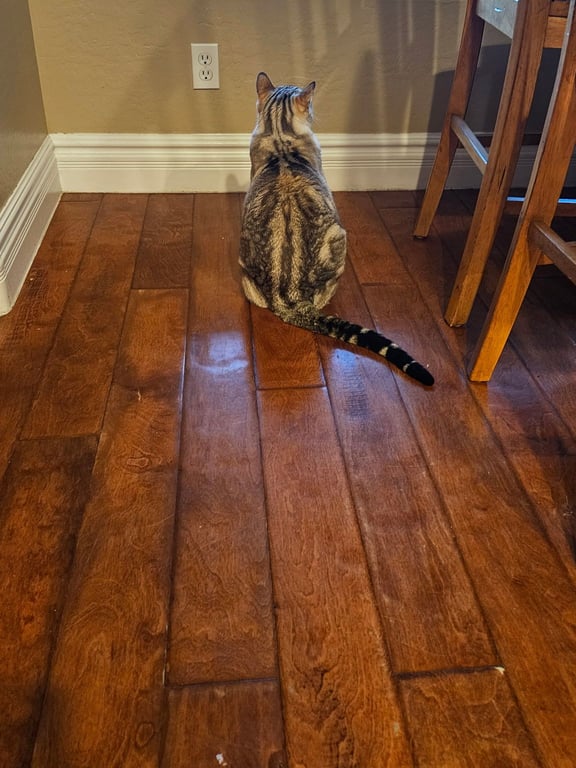 Does your cat or dog stare at walls for no reason?