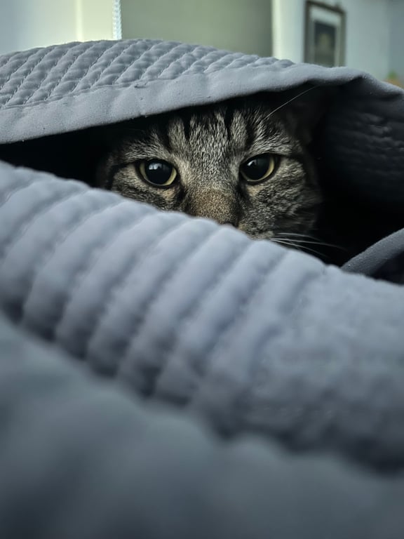 Cats do you trust them