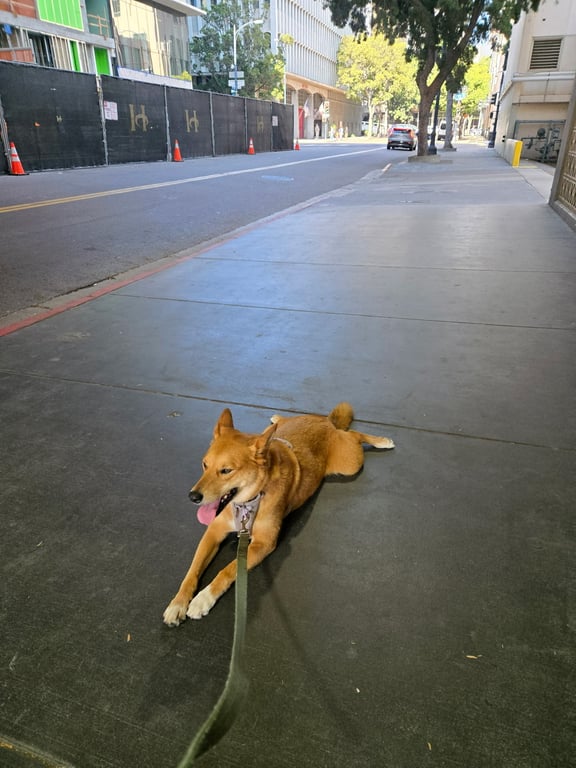 Does your dog ever stop in the middle of a walk if they don’t feel like walking